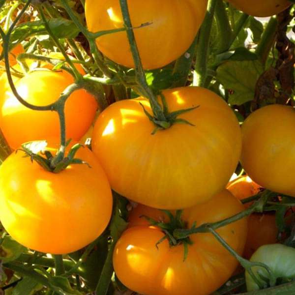 Tomato Oblate Yellow Vegetable Seeds